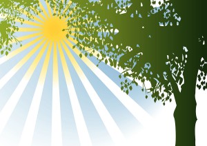 bigstockphoto_Vector_Tree_And_Sunshine_5228501