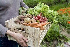 Midsection of woman carrying crate with freshly harvested vegeta