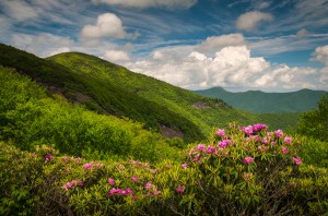 Asheville North Carolina Blue Ridge Parkway Spring Flowers Sceni