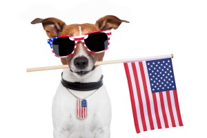 American Dog